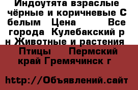 Индоутята взраслые чёрные и коричневые С белым › Цена ­ 450 - Все города, Кулебакский р-н Животные и растения » Птицы   . Пермский край,Гремячинск г.